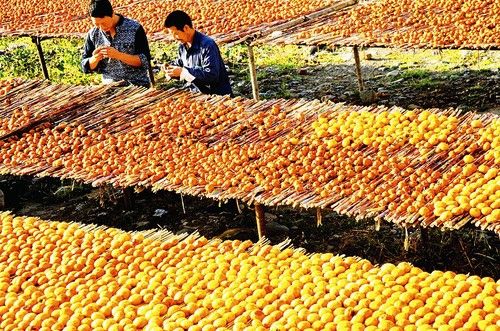 晾晒柿饼 传统农副产品的购销之道