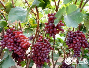 乐享金秋葡萄飘香，莱西市第三届环湖葡萄节即将盛大开幕