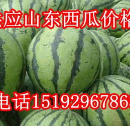 山东西瓜量大价优 沂水县鸿达农副产品购销处大量供应