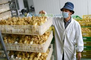 方圆鹅业专业直销，为您提供优质化州、信宜、电白、肇庆鹅苗